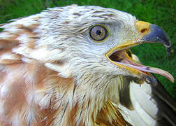 Red Kite