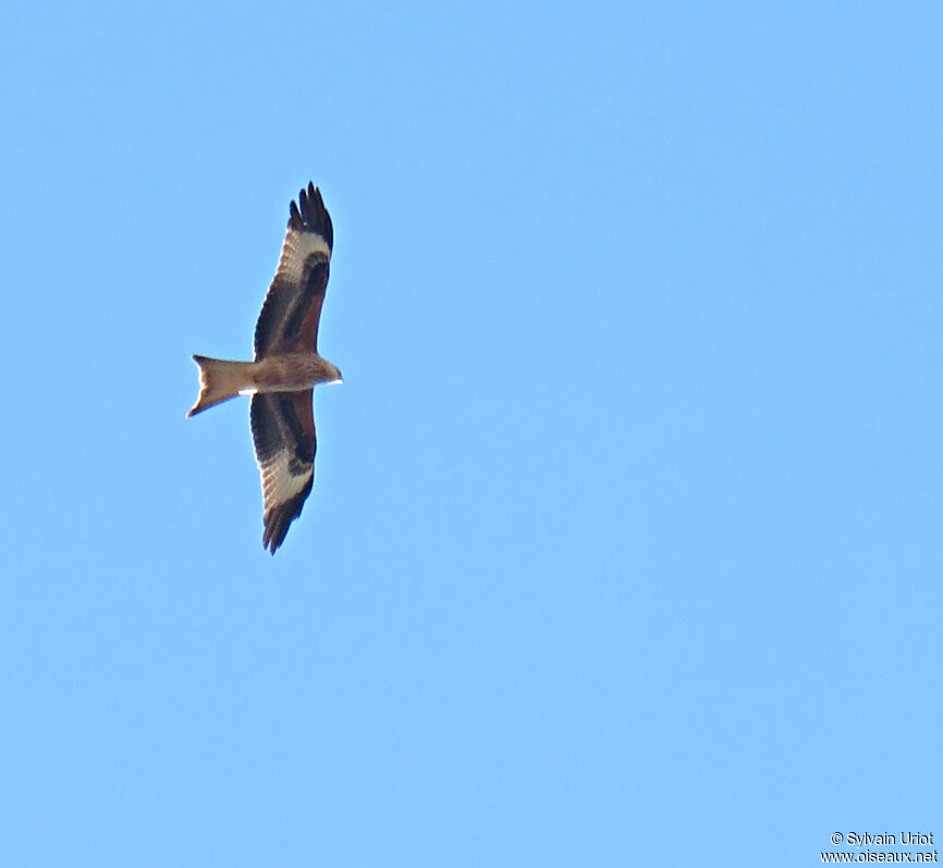 Red Kiteimmature