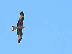 Red Kite