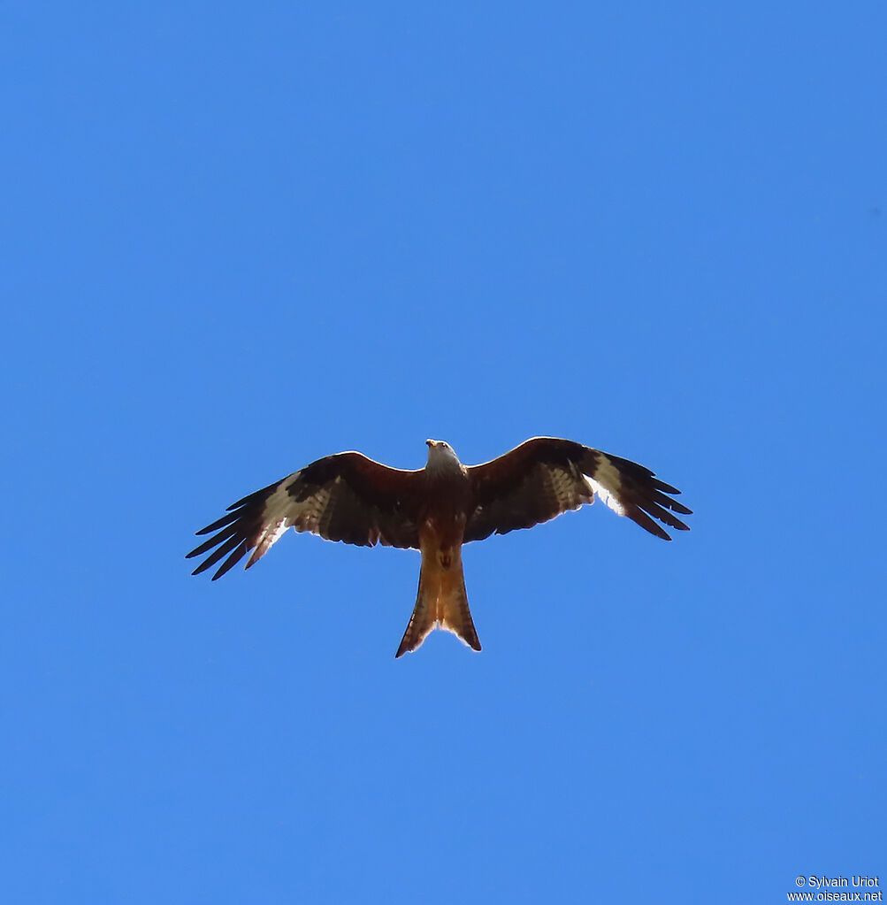 Red Kite adult