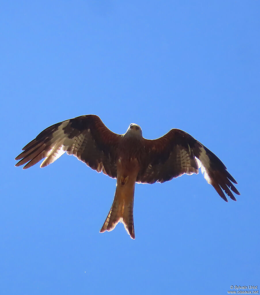 Red Kite adult