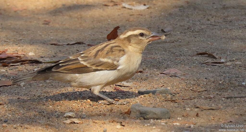 Moineau bridéadulte