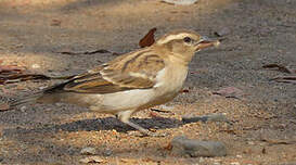 Moineau bridé