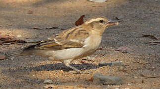 Yellow-throated Bush Sparrow