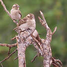 Moineau bridé