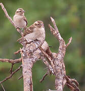 Yellow-throated Bush Sparrow