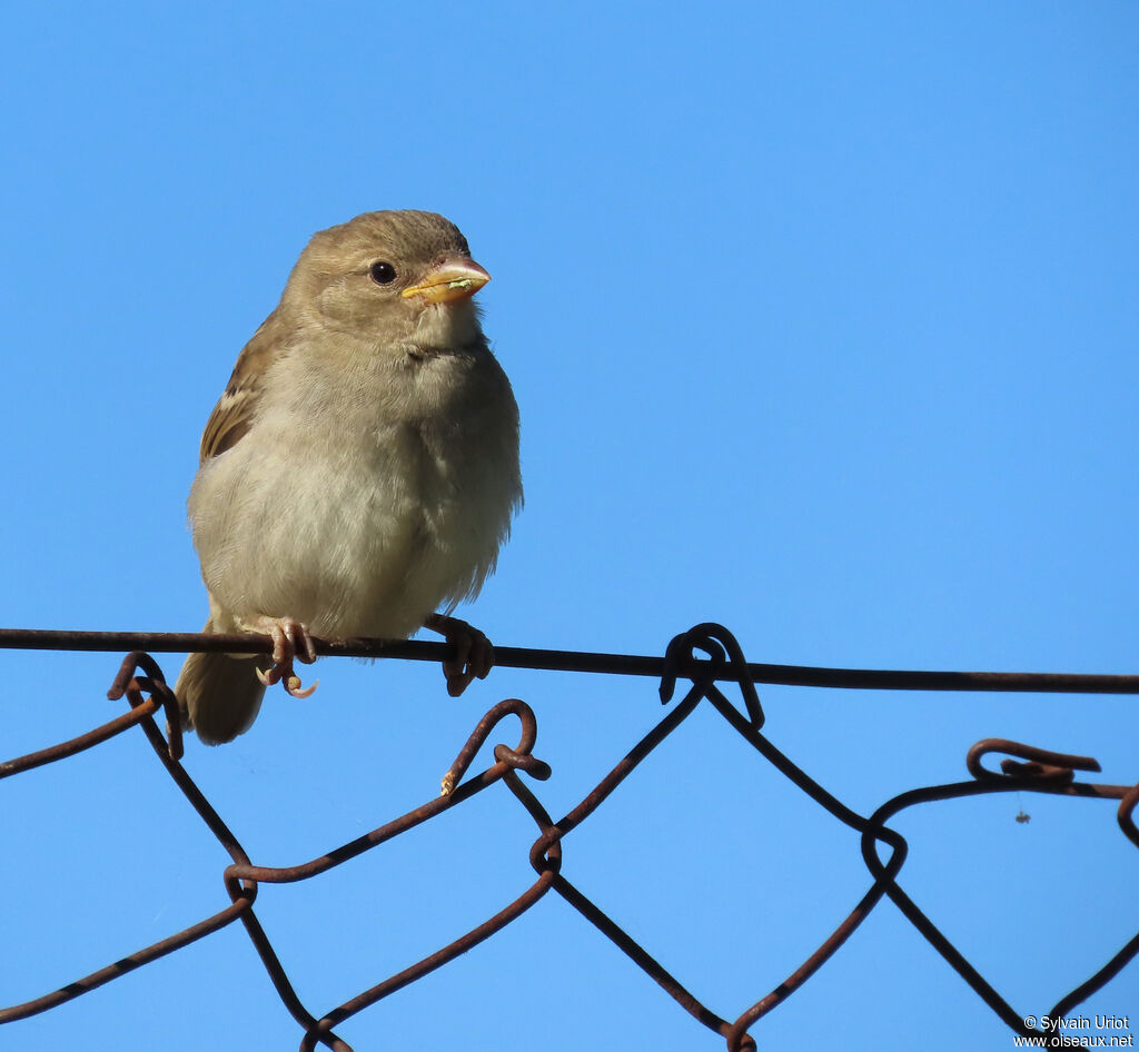 Moineau domestique juvénile