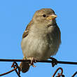 Moineau domestique