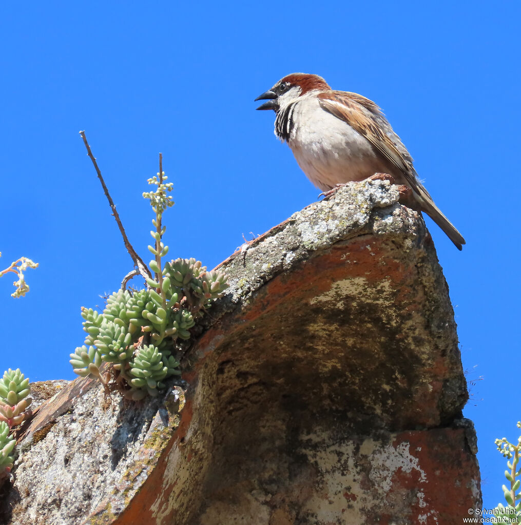 Moineau domestique mâle, adulte