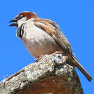 Moineau domestique