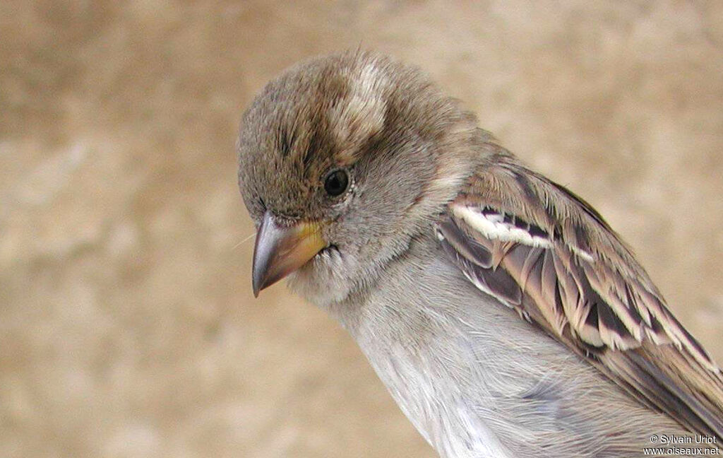 Moineau domestique femelle adulte, portrait