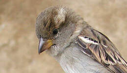 Moineau domestique