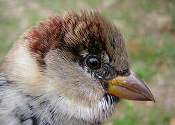 House Sparrow