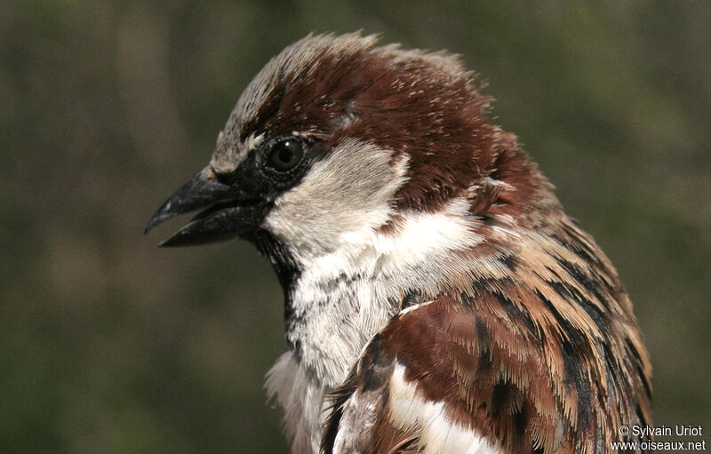 House Sparrow male adult breeding, close-up portrait