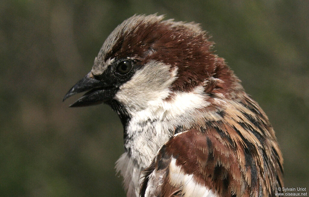 Moineau domestique mâle adulte nuptial, portrait