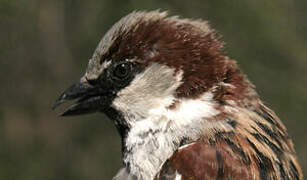 House Sparrow