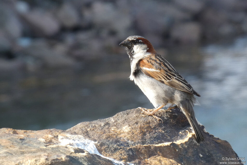 Moineau domestique mâle adulte