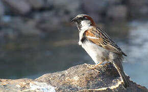 House Sparrow