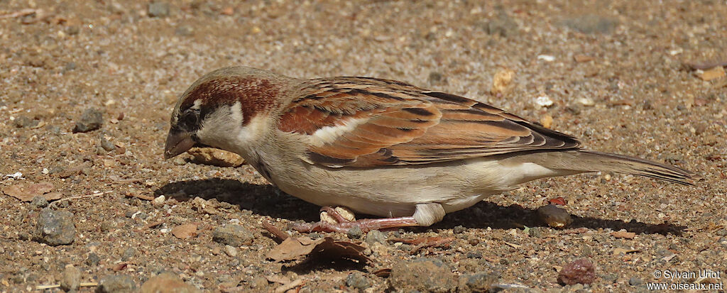 House Sparrow male adult post breeding