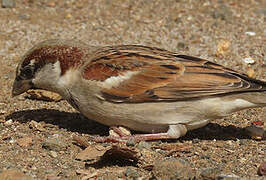 House Sparrow