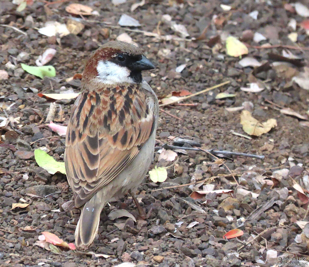 Moineau domestique mâle adulte transition