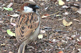 House Sparrow