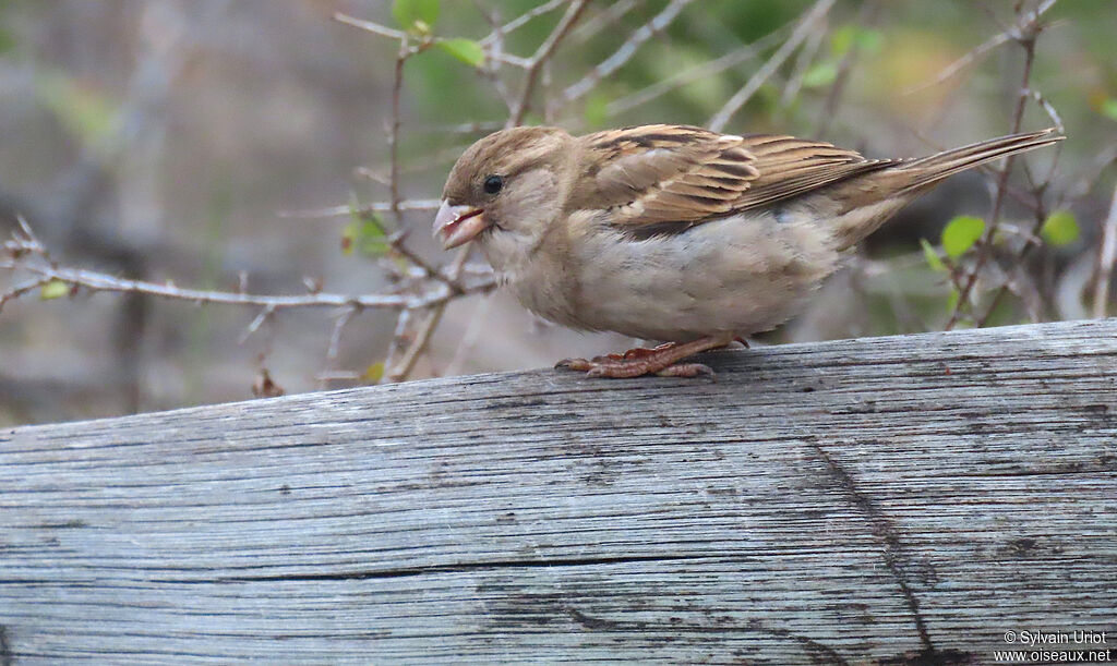 House Sparrow female adult