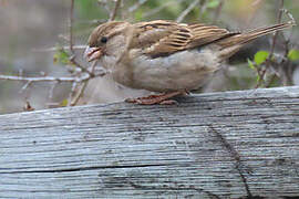 House Sparrow