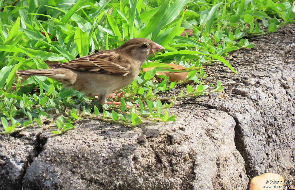Moineau domestique