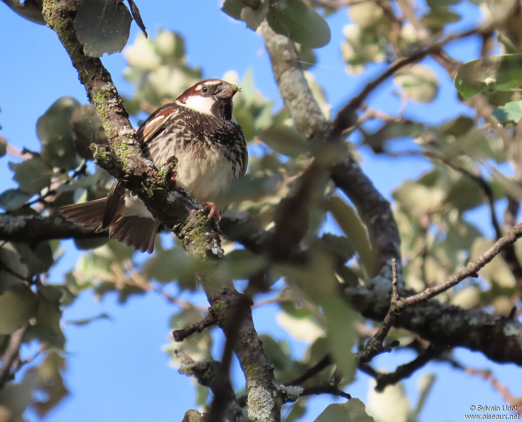 Moineau espagnol mâle, adulte