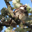 Moineau espagnol