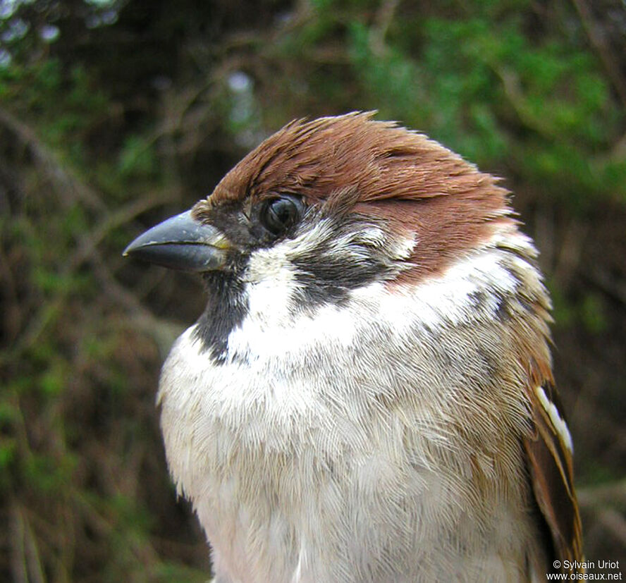 Moineau friquetadulte, portrait