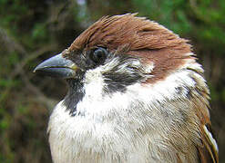 Eurasian Tree Sparrow