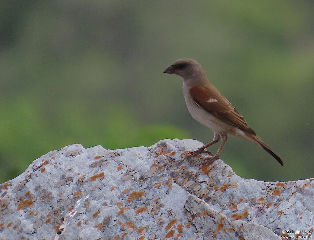Moineau grisadulte