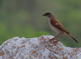 Moineau gris