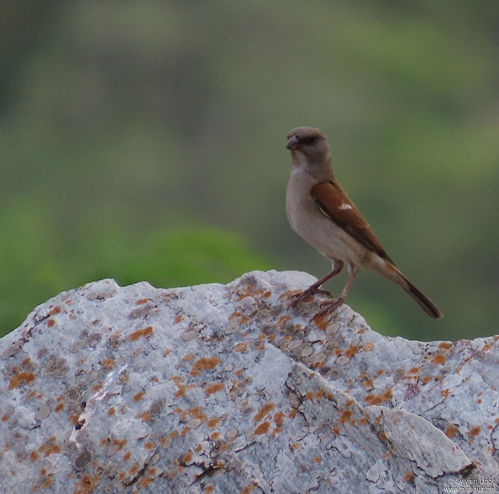 Moineau grisadulte