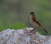 Moineau gris