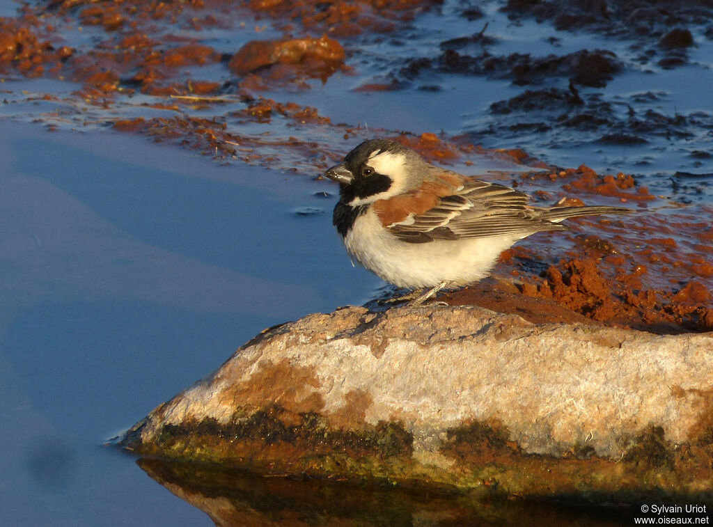 Cape Sparrow male adult