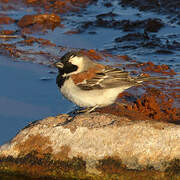 Cape Sparrow