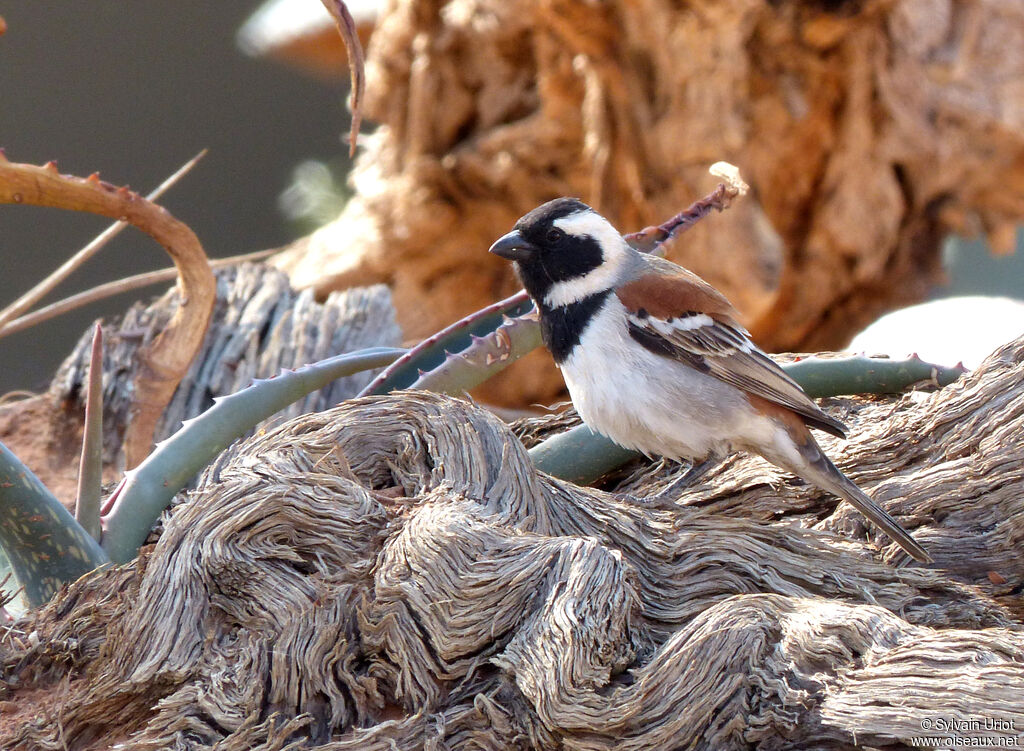 Cape Sparrow male adult