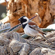 Cape Sparrow