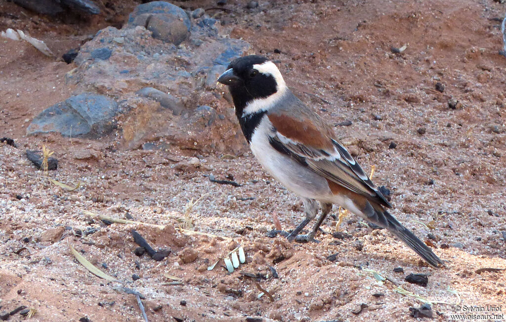 Cape Sparrow male adult