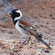 Cape Sparrow