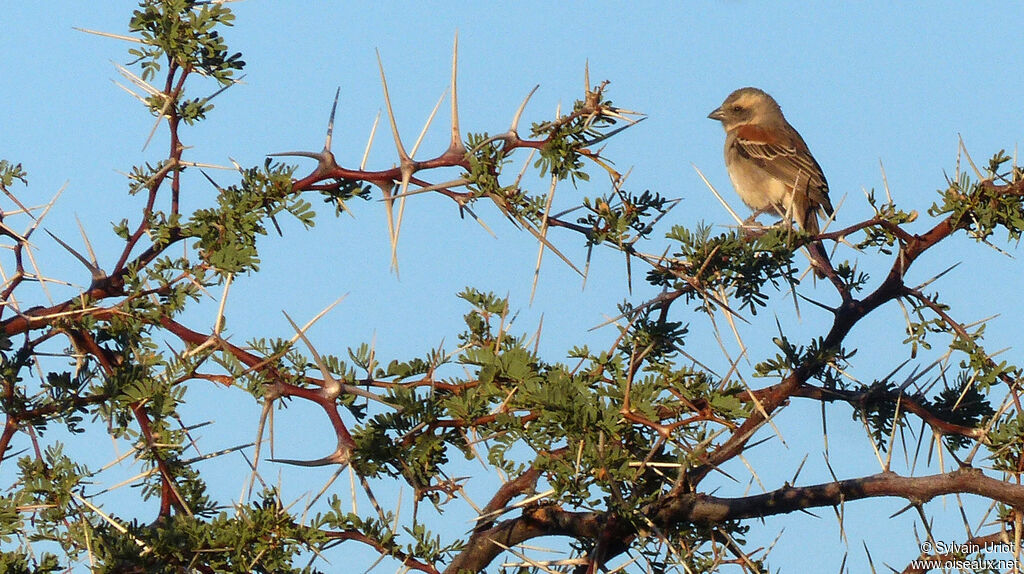 Moineau mélanure femelle adulte