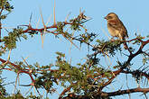 Moineau mélanure