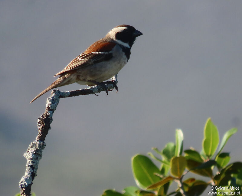 Cape Sparrow male adult