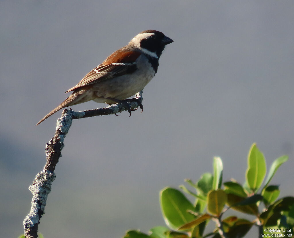 Moineau mélanure mâle adulte