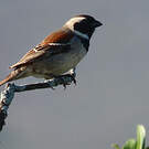 Moineau mélanure