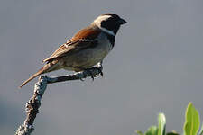 Moineau mélanure