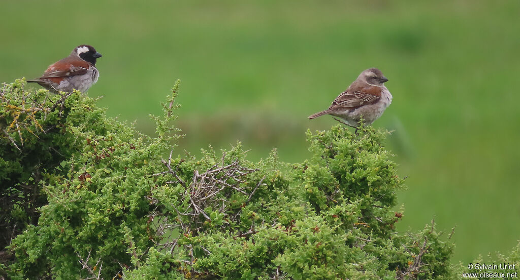 Moineau mélanureadulte